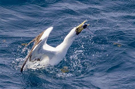 sulid fish|Masked Booby .
